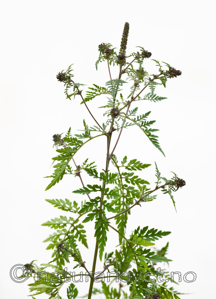 BB 11 0273 / Ambrosia artemisiifolia / Beskambrosia